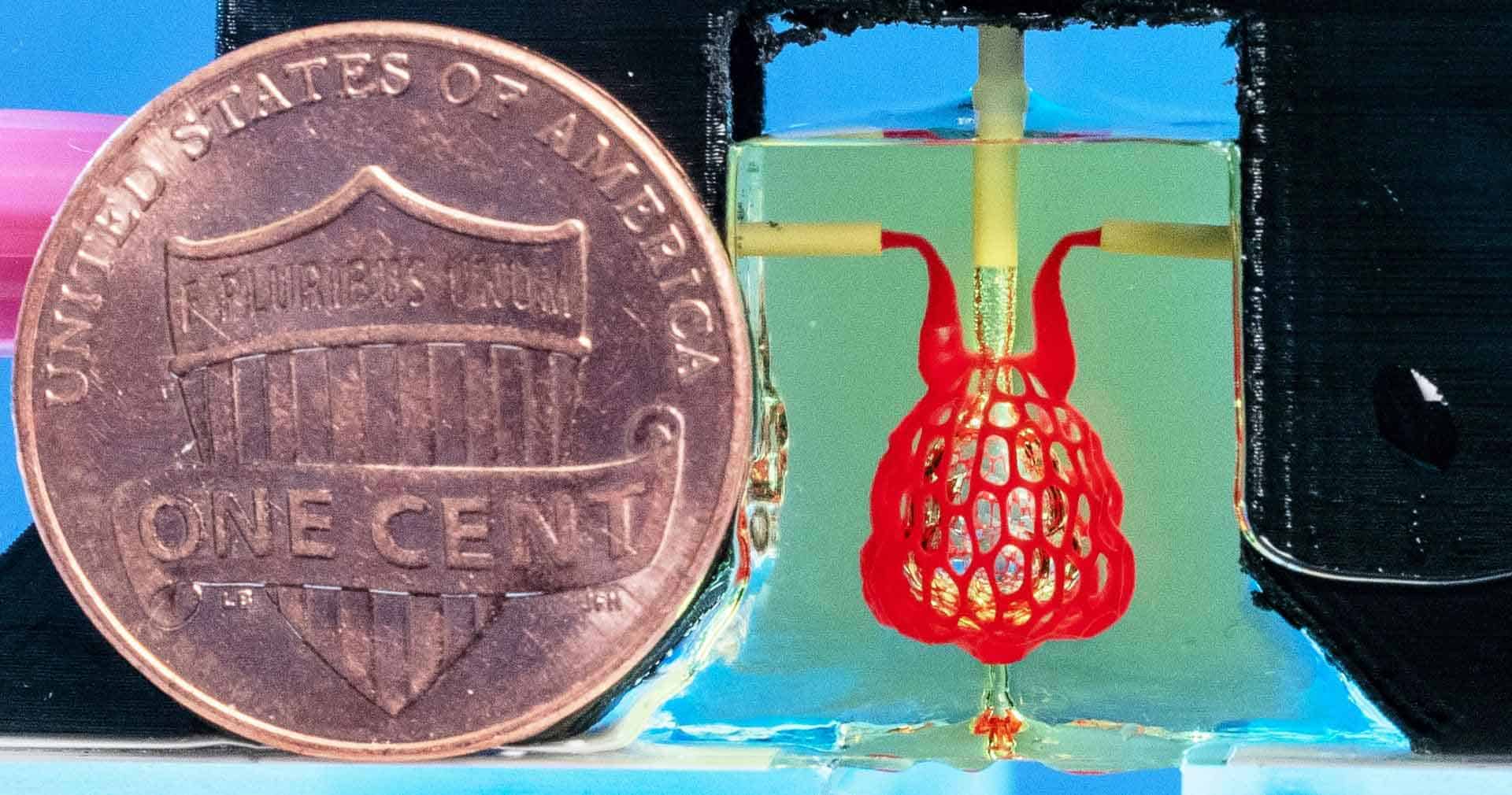 Scale-model, smaller than a penny, of bioprinted lung-mimicking air sac with airways and blood vessels that never touch, but still provide oxygen to red blood cells.