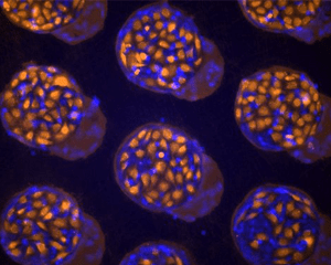 Nanoscale image of cells