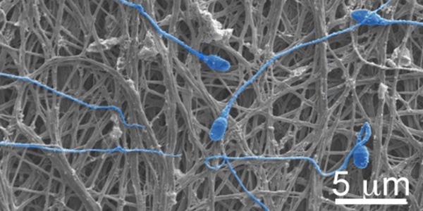 Nanofibers designed to protect against HIV and pregnancy