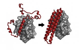 Illustration of computationally designed, engineered protein that UW research shows to cause death of cancer cells infected with Epstein-Barr virus