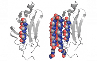 Image of protein structure binding to folding amyloid protein