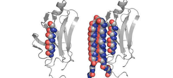Image of protein structure binding to folding amyloid protein