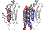 New protein structure could help treat Alzheimer’s, related diseases