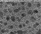 This electron microscope image shows magnetic nanoparticles.