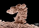 E. coli nanoscale photograph