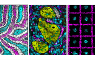 Images of cells