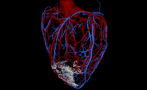 cardiac-cells-vascular