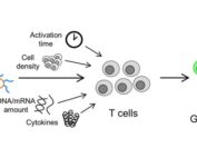 transfection of both CD4+ and CD8+ primary human T cells with messenger RNA and plasmid DNA at efficiencies up to 25 and 18%, respectively, with similarly high viability