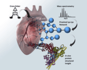 Graphical representation of chemical crosslinking mass spectrometry analysis of protein conformations and supercomplexes in heart tissue