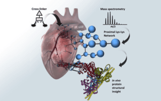 Graphical representation of chemical crosslinking mass spectrometry analysis of protein conformations and supercomplexes in heart tissue