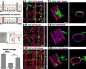 Coculture of marrow fibroblasts with engineered vessels create perfusable marrow microenvironments