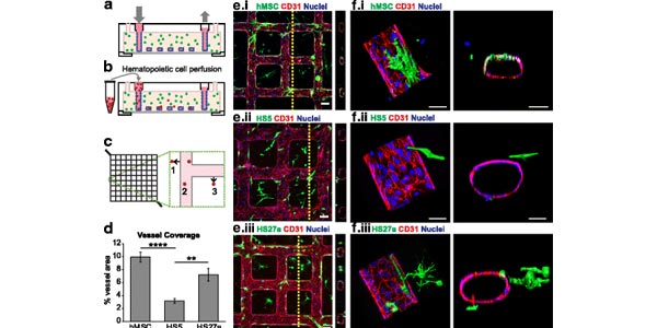 Coculture of marrow fibroblasts with engineered vessels create perfusable marrow microenvironments
