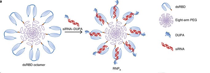 Graphic of octamer