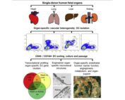 Graphical abstract of Human Organ-Specific Endothelial Cell Heterogeneity