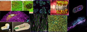 BioE Images