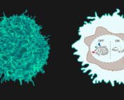 Kueh lab image T cell timer