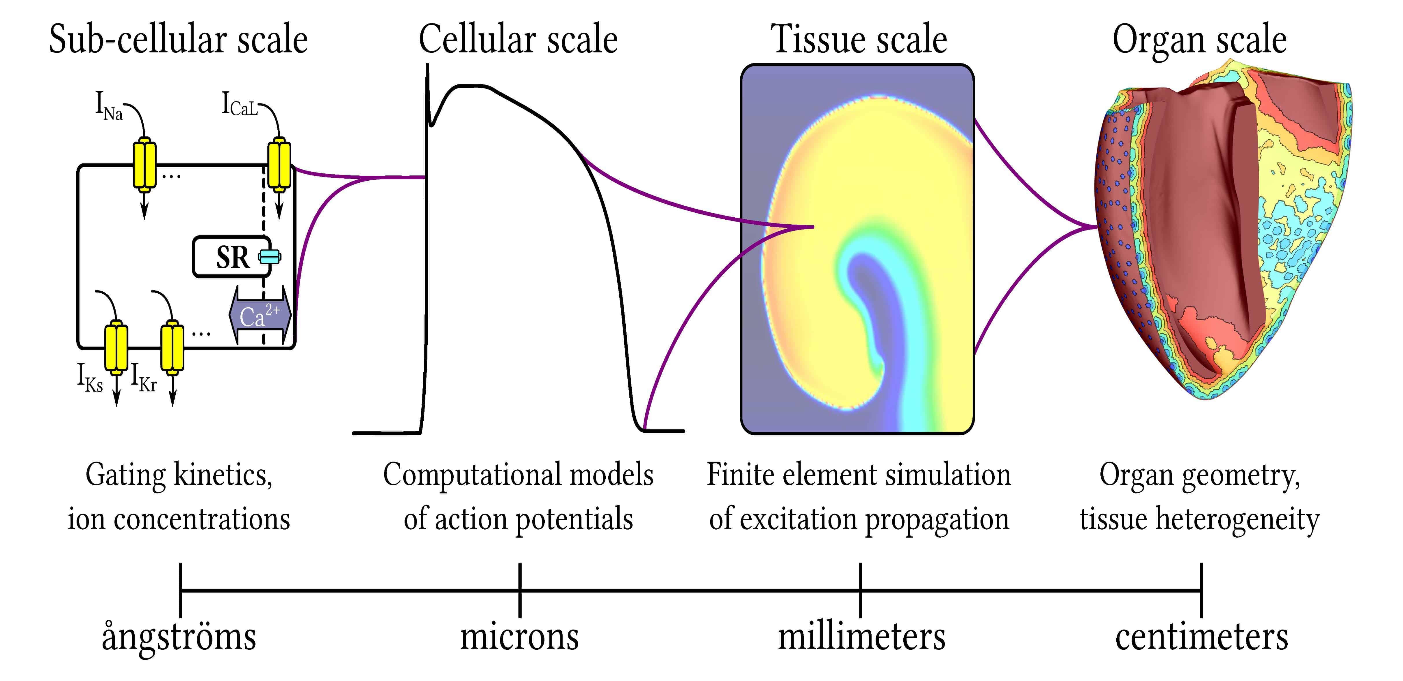 Outline of computational and mathematical framework for multi-scale simulations of cardiac electrophysiology