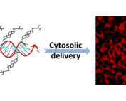Noncovalent tagging of siRNA with steroids for transmembrane delivery