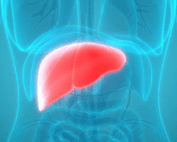 color illustration of liver in the torso