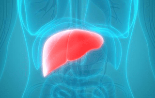 color illustration of liver in the torso