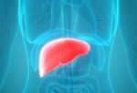 drawing of liver in torso
