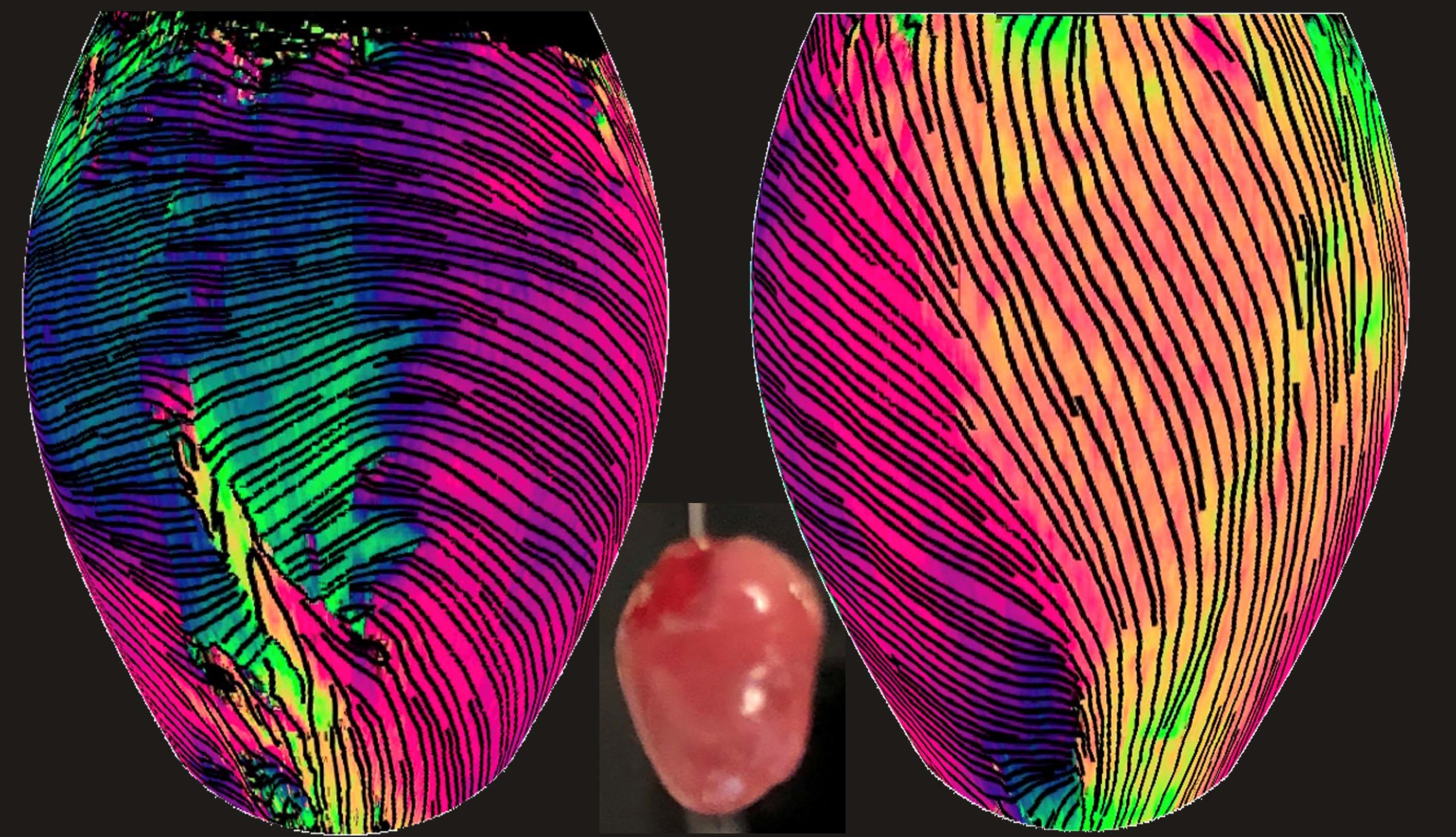 Two Colorful images showing collagen structure in rat hearts, and small photo of heart