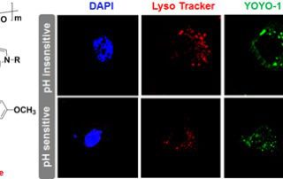 In vitro cellular uptake of YOYO-1 labeled DNA delivered by IP and SP.