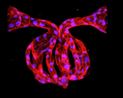 Ying Zheng microvasculature 3D structure