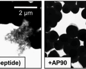 Demonstration of s. aureus biofilm structures and in the presence of anti-a-sheet peptide