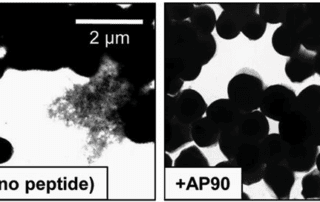 Demonstration of s. aureus biofilm structures and in the presence of anti-a-sheet peptide