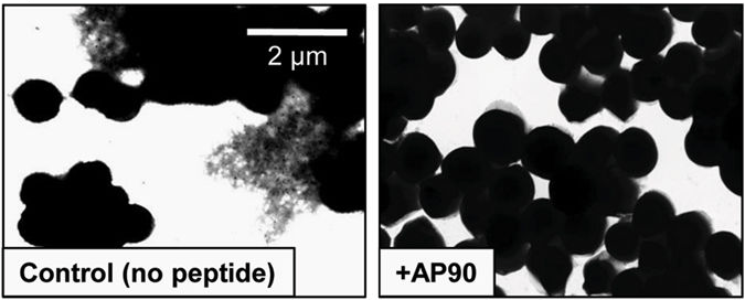Demonstration of s. aureus biofilm structures and in the presence of anti-a-sheet peptide