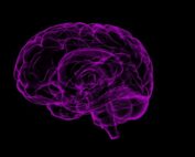 Brain
