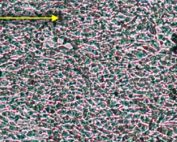 Engineered cell sheet