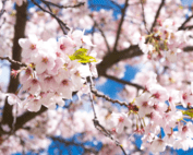 cherry blossoms closeup