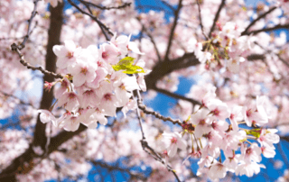 cherry blossoms closeup