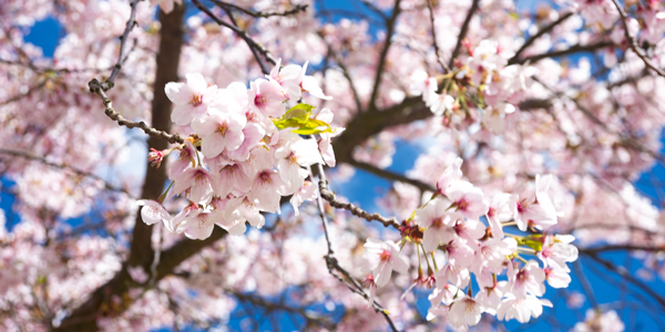 cherry blossoms closeup