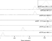 Ion chromatograms showing relative abundance for dGTP, ATP, dATP, labeled C-13 dATP, dTTP, and dCTP upon injection of 62.5 fmol dNTPs, 1250 fmol ATP, and 2.5 pmol of labeled C-13 dATP.