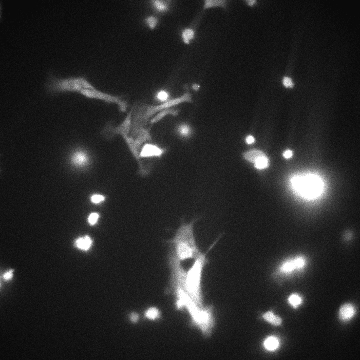A black and white photo showing a few bright white spots taken using a bioluminescence imaging microscope.