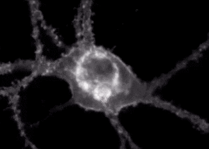 A fluorescent sensor illuminates a neuron receiving and communicating signals