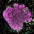 Liver "seed" growing in mouse liver disease model