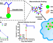 Schematic demonstrating a drug delivery platform for delivering ciprofloxacin to treat lung-based intracellular bacterial infections