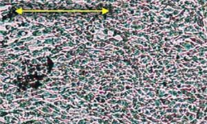 Nanopatterned cell sheet