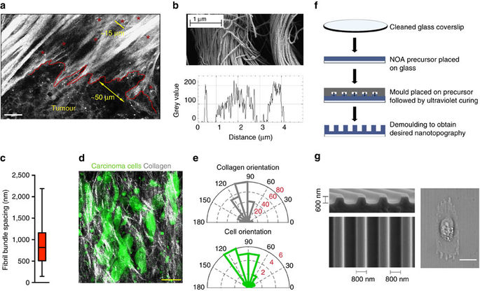Nanopatterned substrates mimic aligned collagen architectures in breast and pancreas cancer