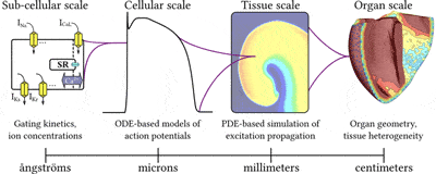 Outline of computational and mathematical framework for multi-scale simulations of cardiac electrophysiology