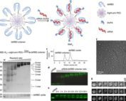 Schematic and characterization of RNP8 and its intermediates