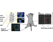 Graphical abstract demonstrating use of chitosan to facilitate nanoparticle delivery to draining lymph nodes