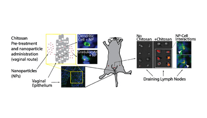 Graphical abstract demonstrating use of chitosan to facilitate nanoparticle delivery to draining lymph nodes