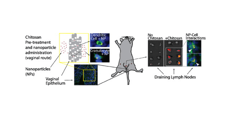 Graphical abstract demonstrating use of chitosan to facilitate nanoparticle delivery to draining lymph nodes
