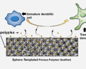 scaffold-mediated delivery for non-viral mrna vaccines