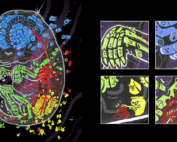 Artist illustration of how cells come together to form organs in a mouse embryo.